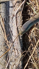 Delma inornata