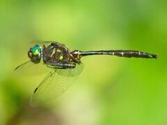 Somatochlora walshii