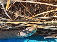 Delma inornata