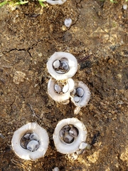 Cyathus olla