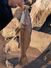 Menticirrhus americanus