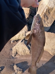 Menticirrhus americanus