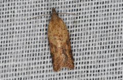 Constrictana constrictana