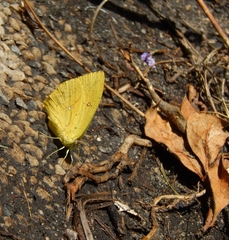 Phoebis neocypris