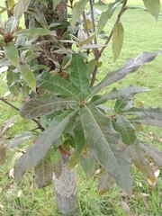 Quercus humboldtii