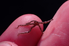 Ophiactoidea