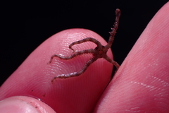 Ophiactoidea