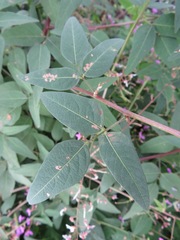 Desmodium paniculatum