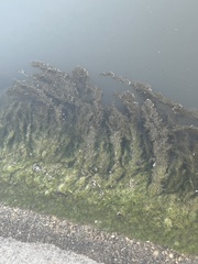 Egeria densa