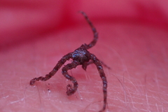 Ophiactoidea