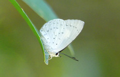Eirmocides consimilis