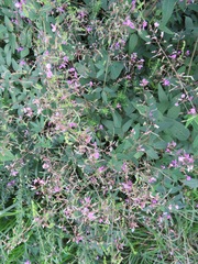 Desmodium paniculatum