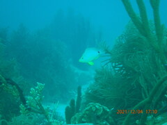 Hypoplectrus unicolor