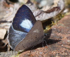 Eirmocides consimilis