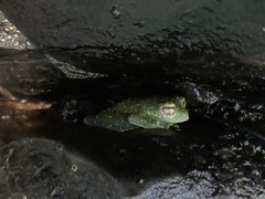 Sachatamia albomaculata