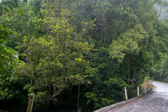 Xanthostemon chrysanthus