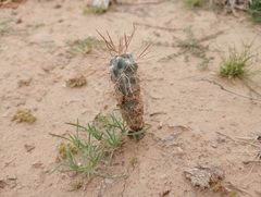 Cylindropuntieae