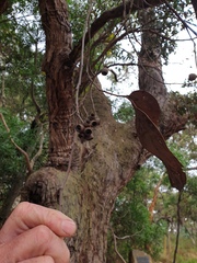 Eucalyptus obliqua