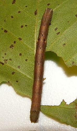 North American Common Gray photo 4