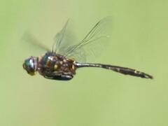 Somatochlora walshii