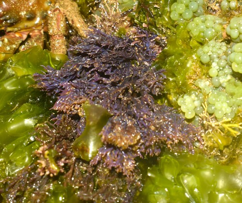 Ochtodes