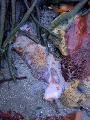 Australostichopus mollis