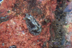 Dolabrifera nicaraguana