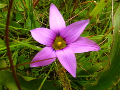 Romulea cruciata