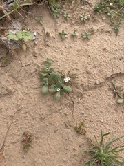 Tomostima cuneifolia