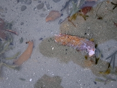 Australostichopus mollis