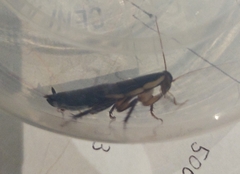 Drymaplaneta communis