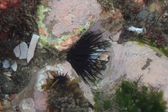 Echinometra vanbrunti