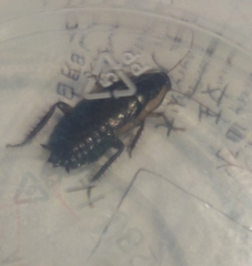 Drymaplaneta communis