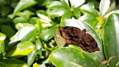 Achlyodes busirus