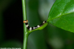Diversibipalium engeli