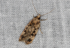 Barea exarcha