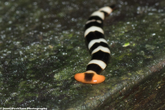 Diversibipalium engeli