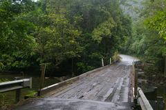 Xanthostemon chrysanthus
