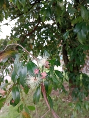 Syzygium paniculatum
