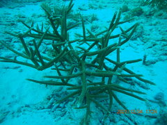 Acropora cervicornis