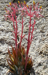 Dudleya