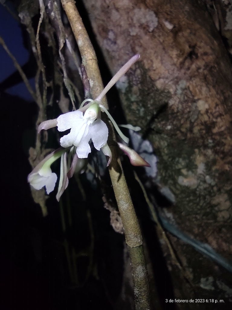 Epidendrum cancanae (P.Ortiz) Hágsater