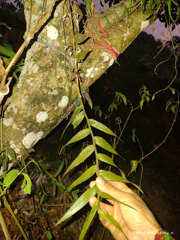 Epidendrum cancanae (P.Ortiz) Hágsater 2