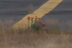 Castilleja tenuiflora