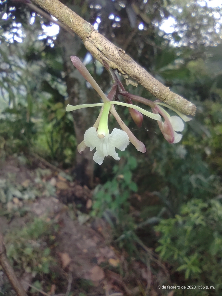 Epidendrum cancanae (P.Ortiz) Hágsater 3