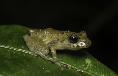 Pristimantis luteolateralis