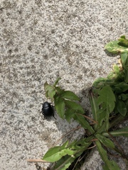 Ablattaria laevigata