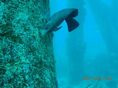 Rypticus saponaceus