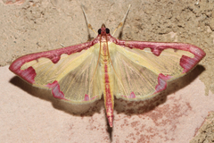 Cadarena pudoraria