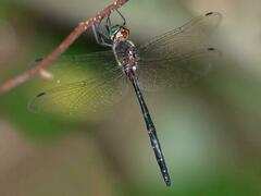 Somatochlora linearis